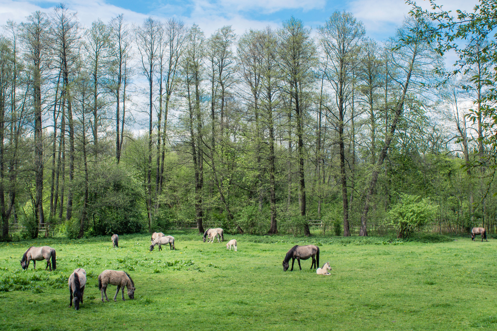 Poleski Park Narodowy