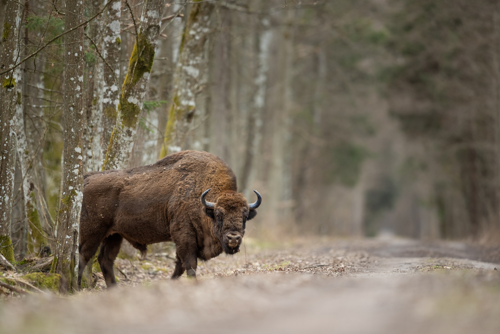 Białowieski Park Narodowy